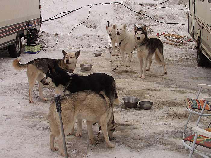 2003 schlittenhunde030.jpg